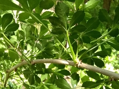 Eleutherococcus sieboldianus