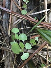 Impatiens
