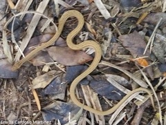 Dryophylax hypoconia