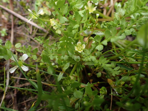 Image of Limnanthes macounii by (c) Noah How, some rights reserved (CC BY)