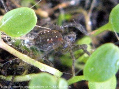 Diapontia uruguayensis