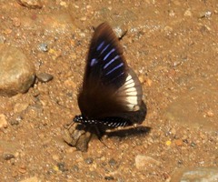 Papilio slateri