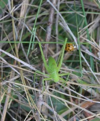 Amblycorypha oblongifolia