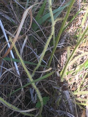 Drosera tracyi