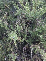 Juniperus