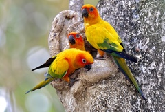 Sun Parakeet photo 4