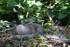 Branta canadensis