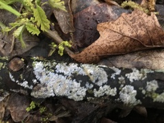 Fungi