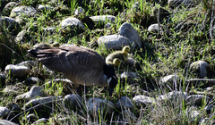 Branta canadensis