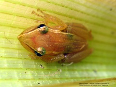 Scinax squalirostris