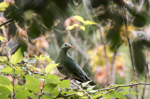 Black-chinned Fruit Dove (Ramphiculus leclancheri), photo 4