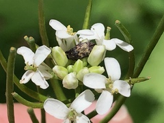 Glyptobaris lecontei