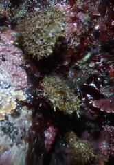 Boltenia villosa