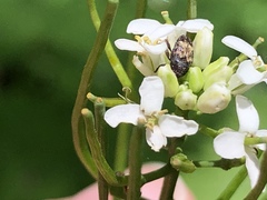 Glyptobaris lecontei