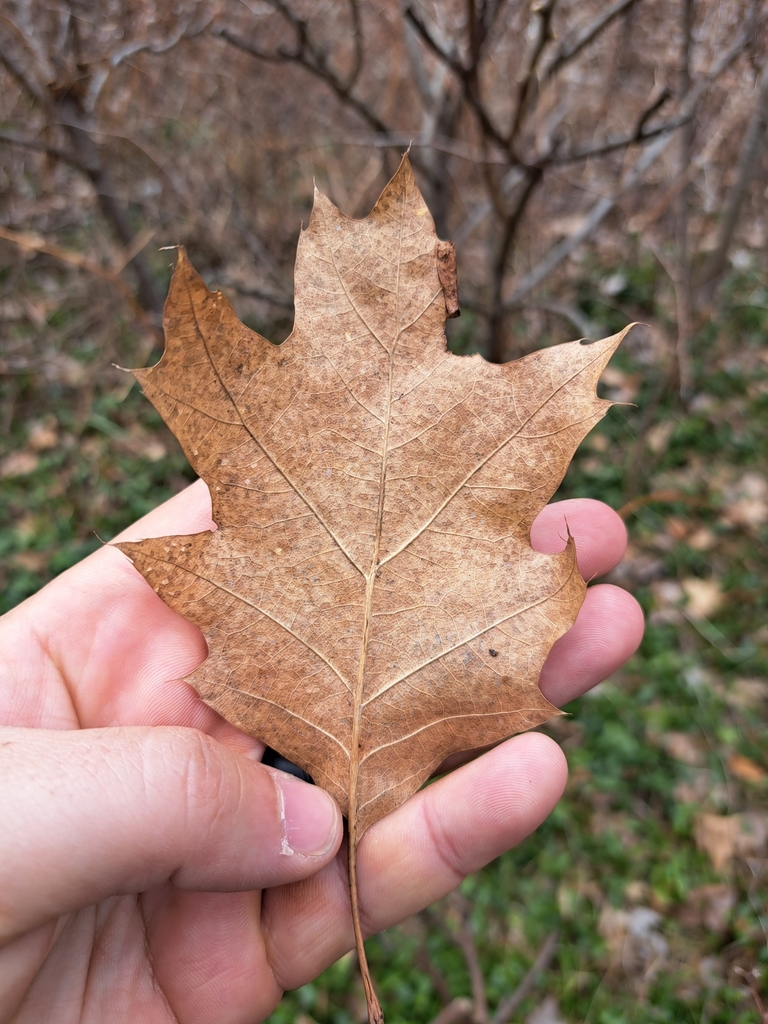 northern-red-oak-from-johnson-on-canada-on-april-8-2024-at-12-11-pm