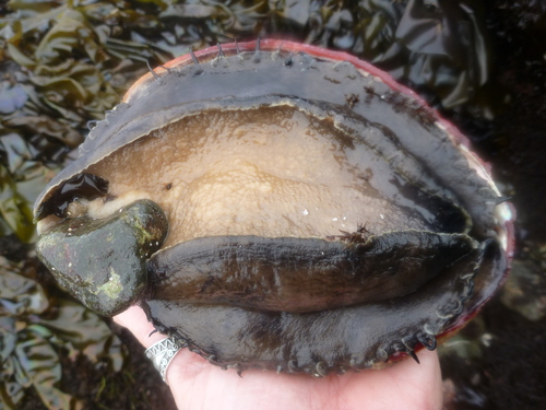 Red Abalone