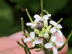 Glyptobaris lecontei