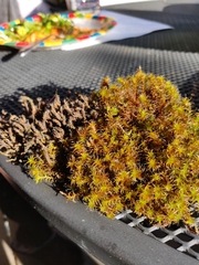 Syntrichia princeps