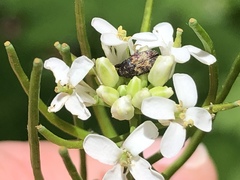Glyptobaris lecontei