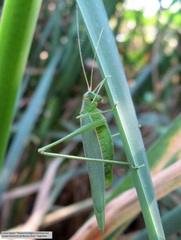 Hyperophora major