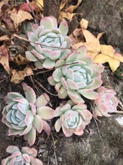 Echeveria elegans