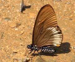 Papilio slateri