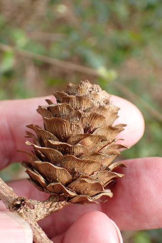 Image of Larix kaempferi by no rights reserved