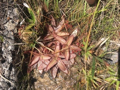 Pinguicula planifolia