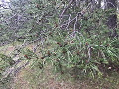Pinus