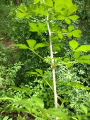 Eleutherococcus sieboldianus