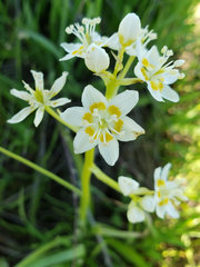 Toxicoscordion exaltatum