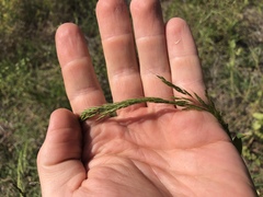 Limnodea arkansana