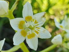 Toxicoscordion exaltatum