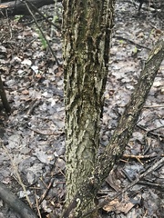 Celtis occidentalis