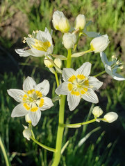 Toxicoscordion exaltatum