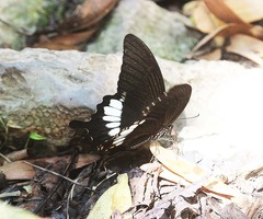 Papilio pitmani
