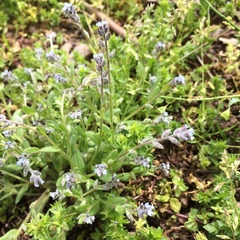 Myosotis stricta
