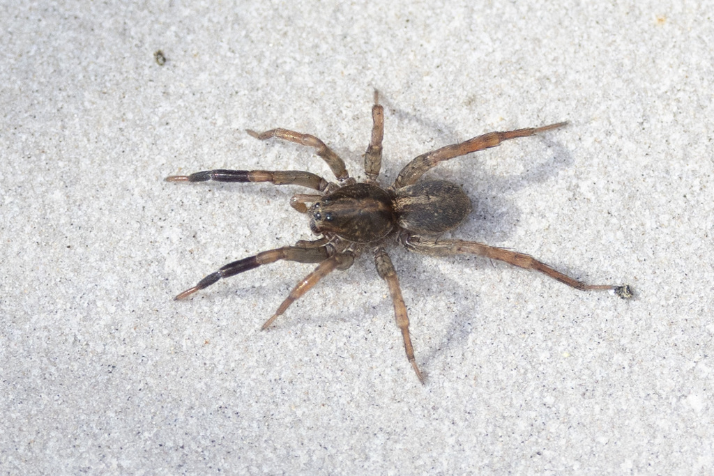 Trochosa terricola
