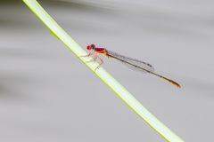 Enallagma dubium