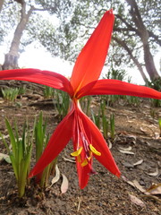Sprekelia