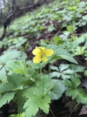 Viola