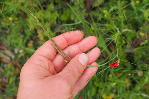 Image of Lathyrus setifolius by (c) Sylvain Gérard, some rights reserved (CC BY)