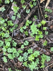 Anemonoides quinquefolia