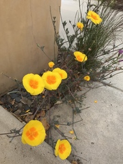 Eschscholzia californica