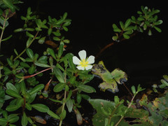 Ludwigia adscendens
