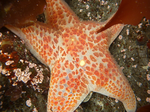Leather Star, photo 7 of 10