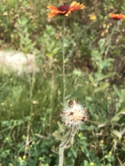 Gaillardia pulchella