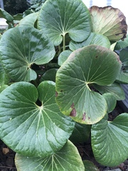 Ligularia reniformis