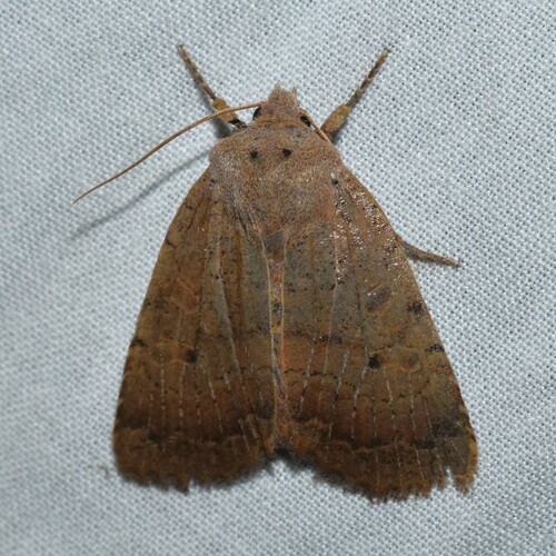 Variable Sallow photo 2