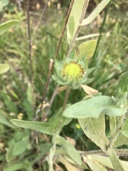 Gaillardia pulchella